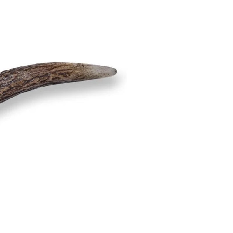 Încărcați imaginea în vizualizatorul Galerie, Cutit Outdoor JOKER TOPO maner corn cerb, lama 7.5 cm, CC57
